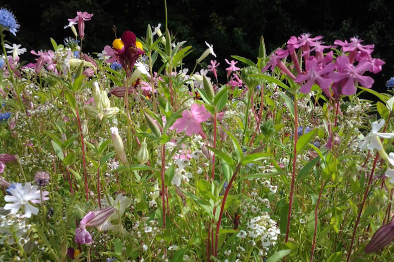 Hjemmehørende planter kontra vilde planter