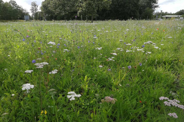 Frø, blomster og græs